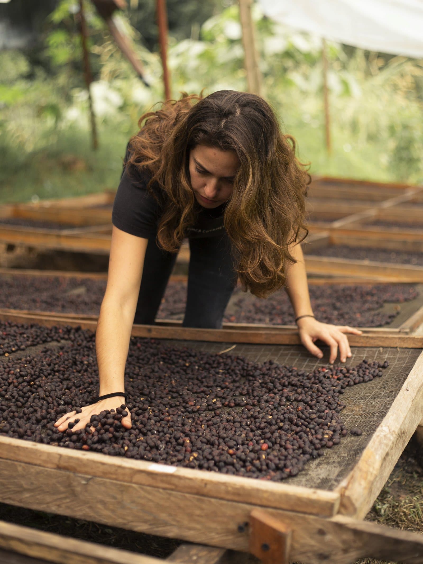 Alexia removiendo a mano los granos de café en las camas de secado.