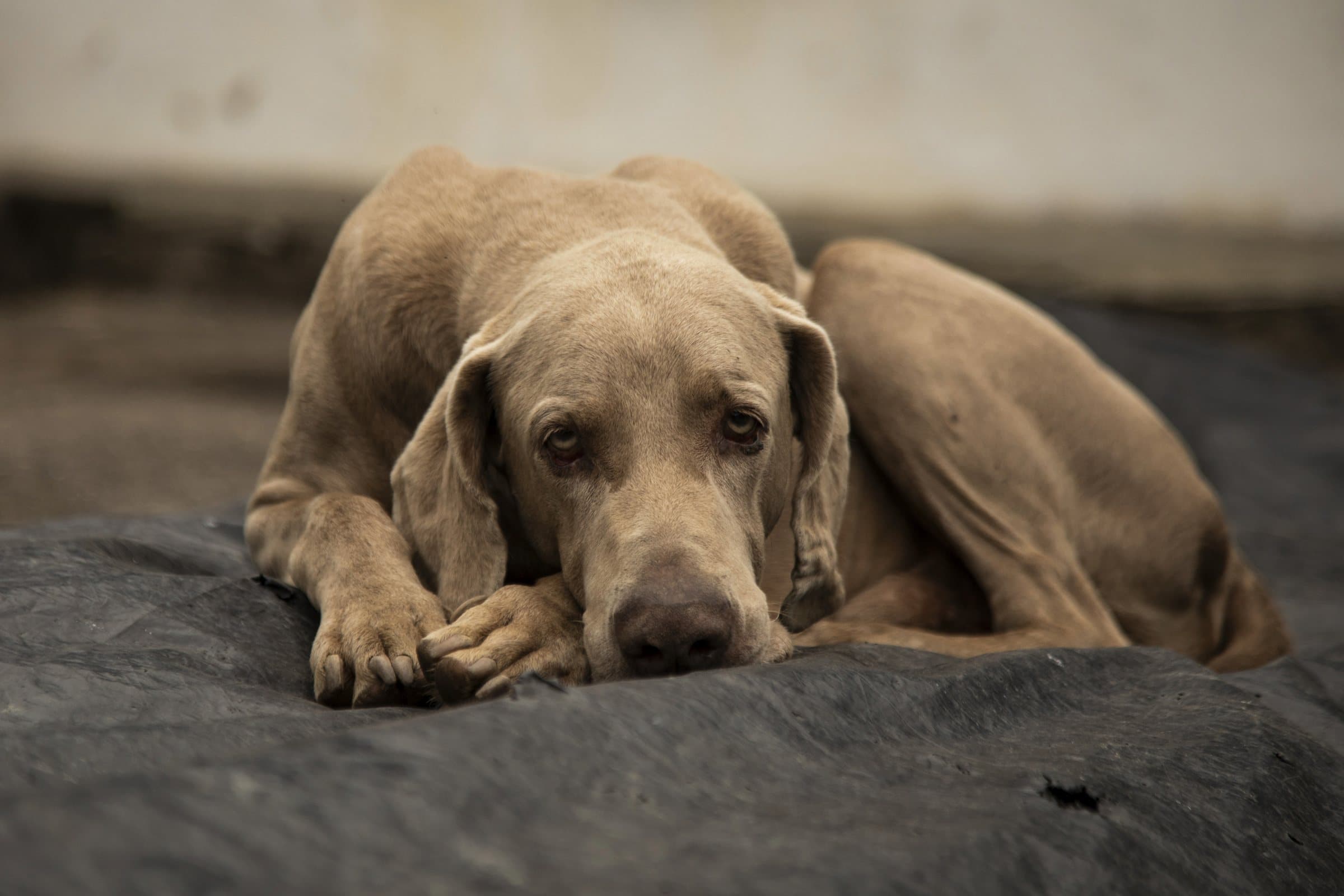 El perro de la finca descansando a la sombra de la hacienda.
