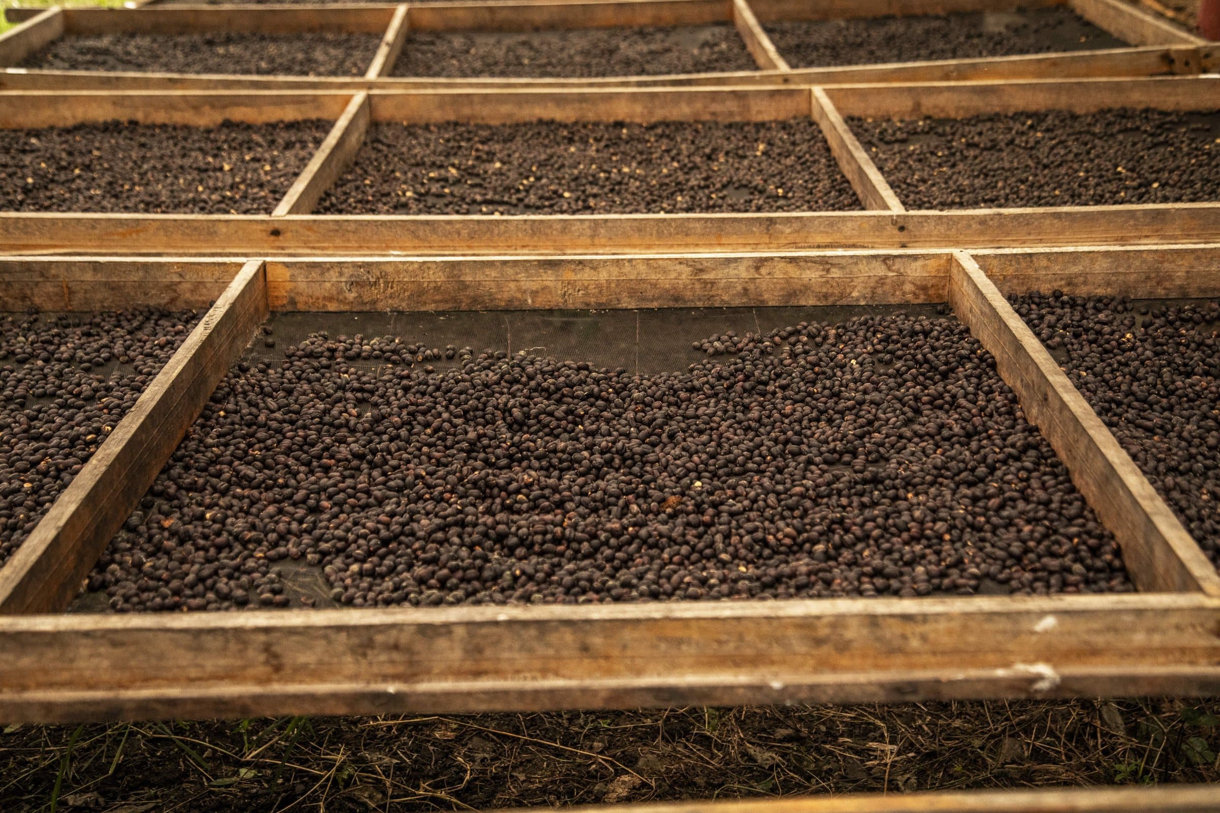 Granos de café extendidos sobre camas de secado de madera.