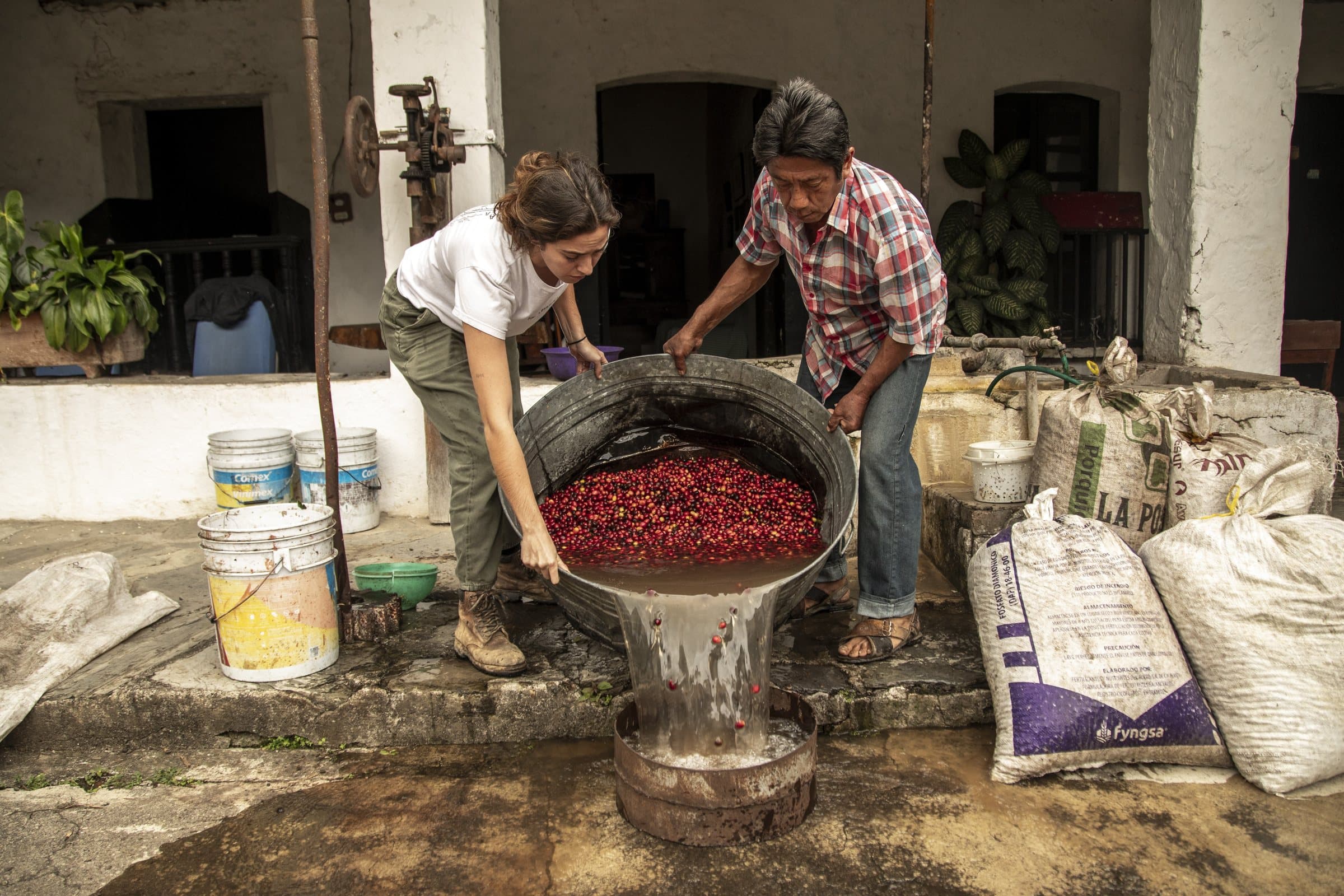 Dos trabajadores despulpando una tanda de cerezas de café rojas.