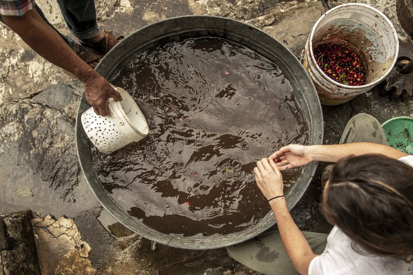 Manos seleccionando cerezas de café recién cortadas en una amplia tina metálica de lavado.