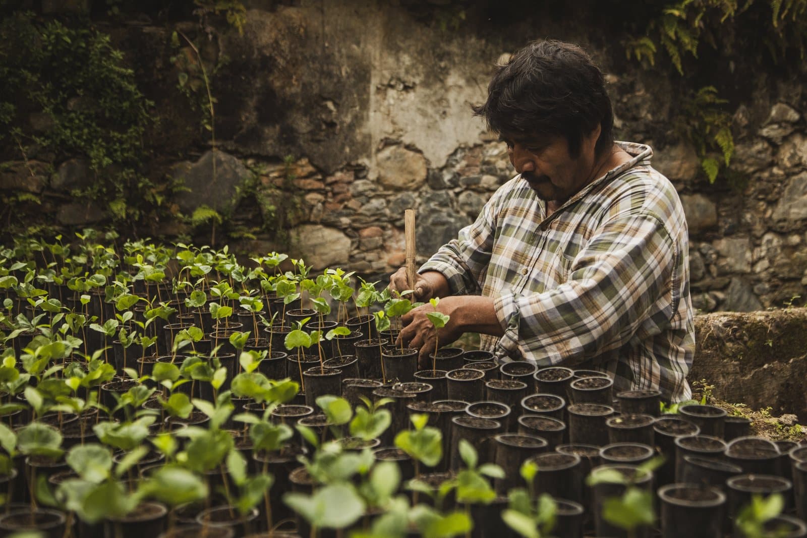 Un trabajador atendiendo hileras de plántulas de café en el vivero.