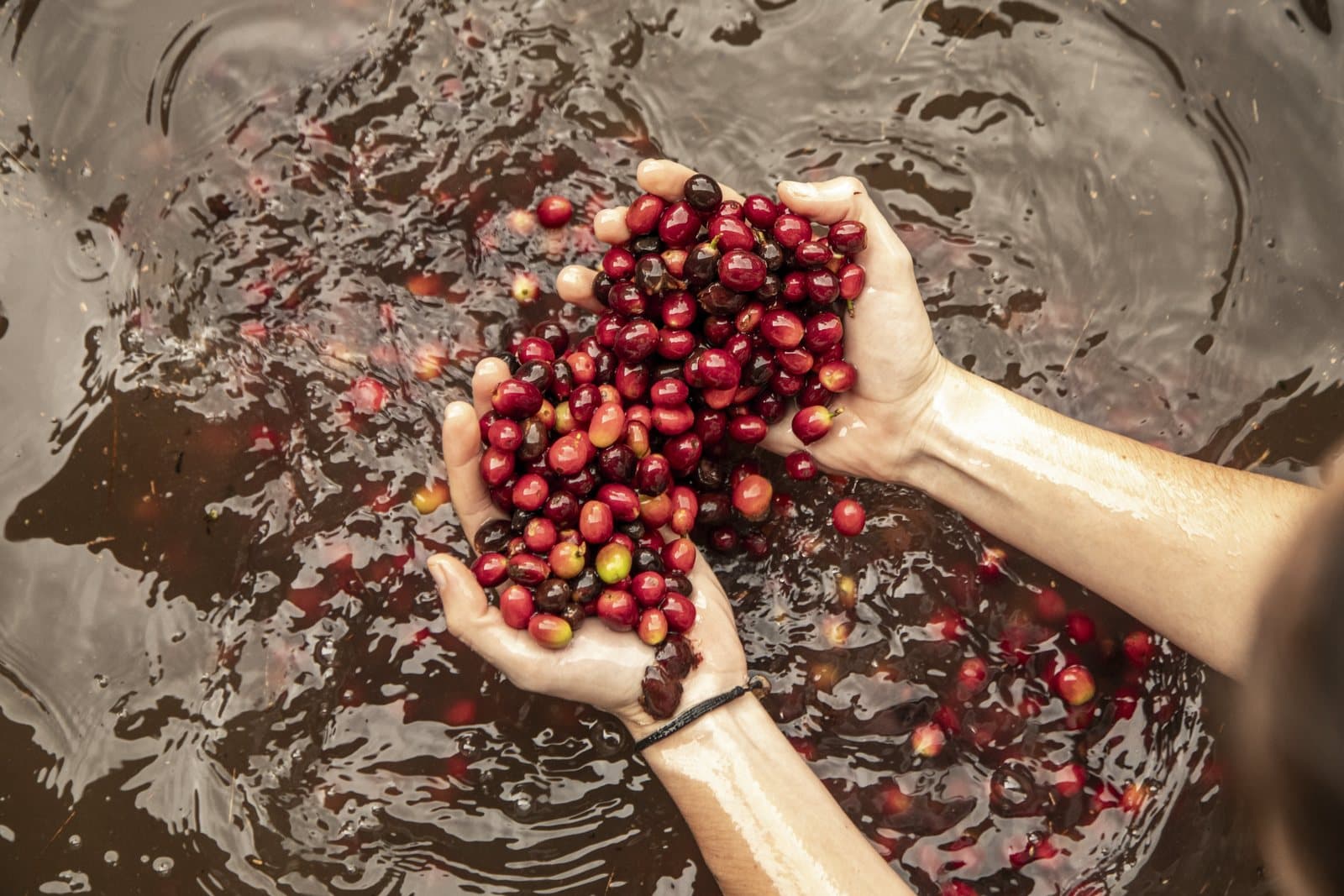 Unas manos ahuecadas sosteniendo cerezas de café rojas y maduras.